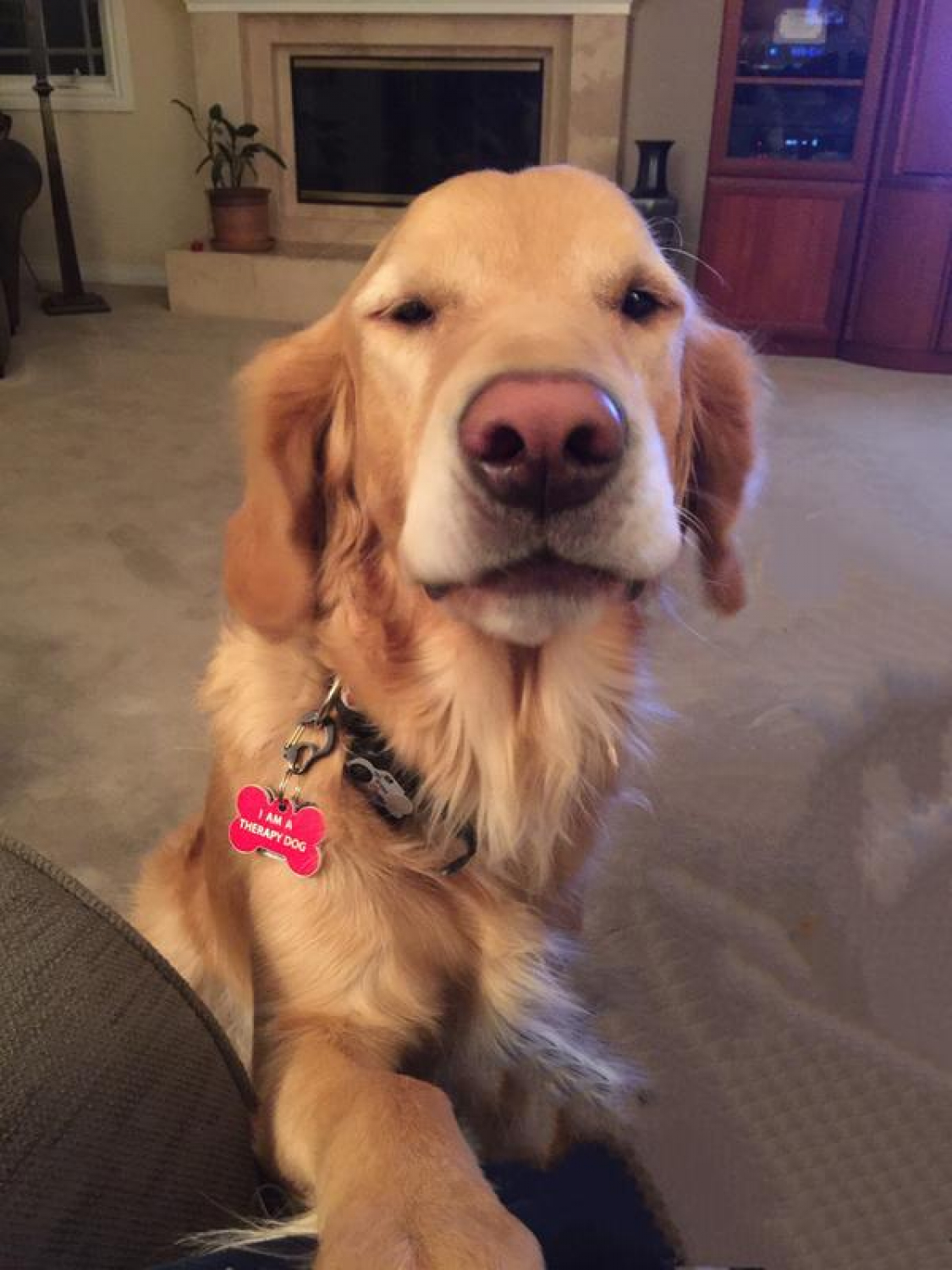 sentry petrodex spray