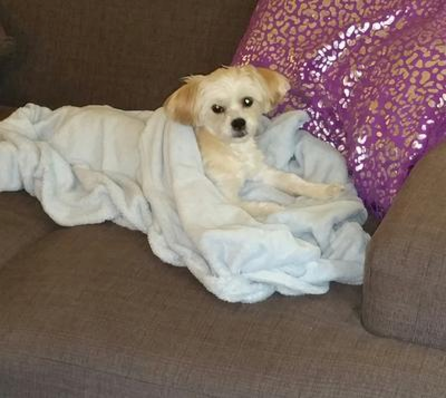 angels glow for dogs