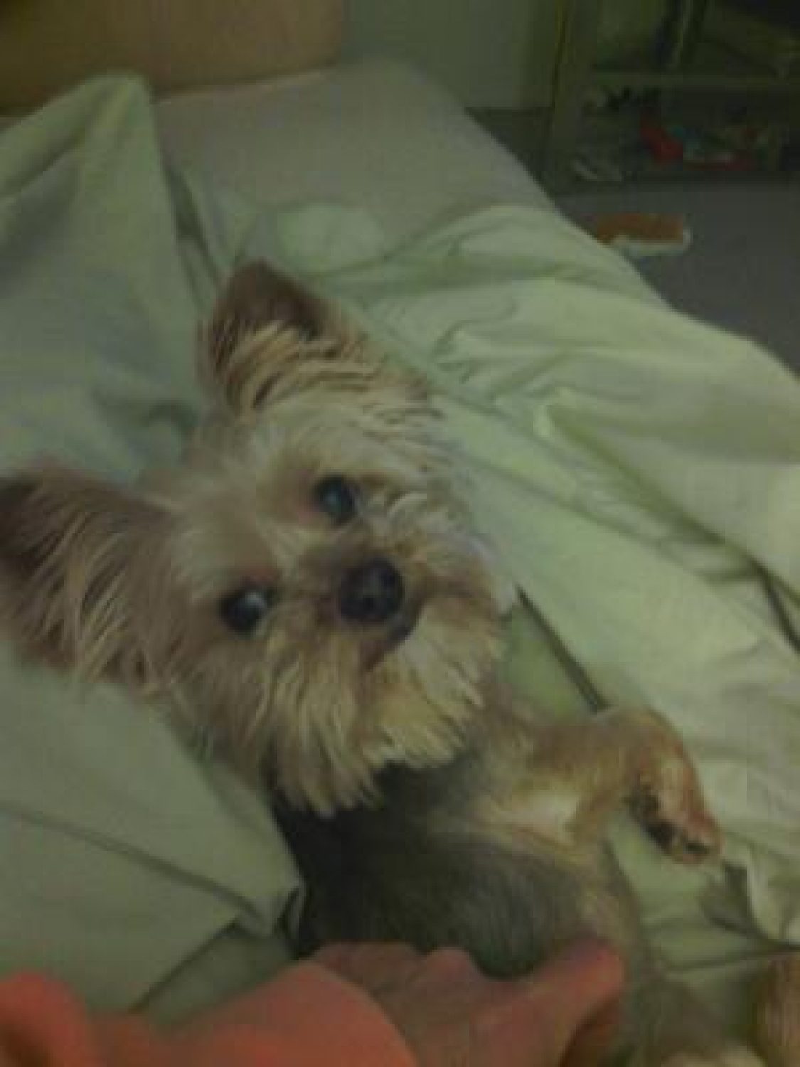 Malaseb Shampoo for Dogs & Cats Antifungal