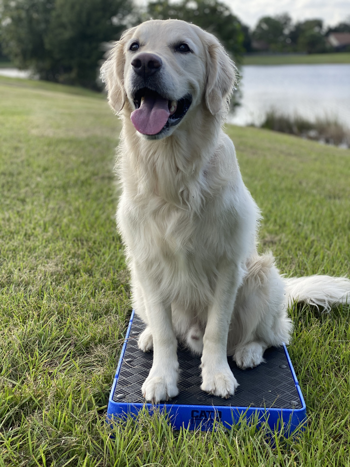 Cato Outdoors is the producer of the Cato Board. The perfect training place  board for your dog. Engineered to be effective,…