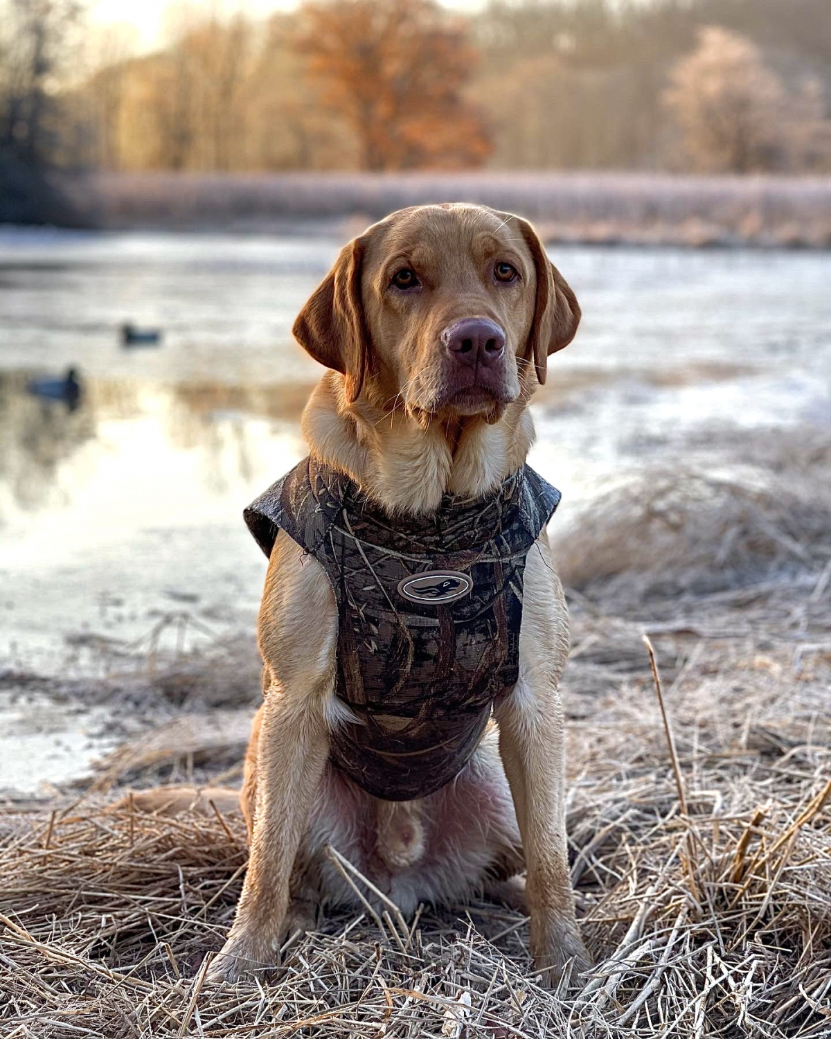 AVERY OUTDOORS X SMALL DUCK GEAR BOATERS DOG PARKA VEST NEW 