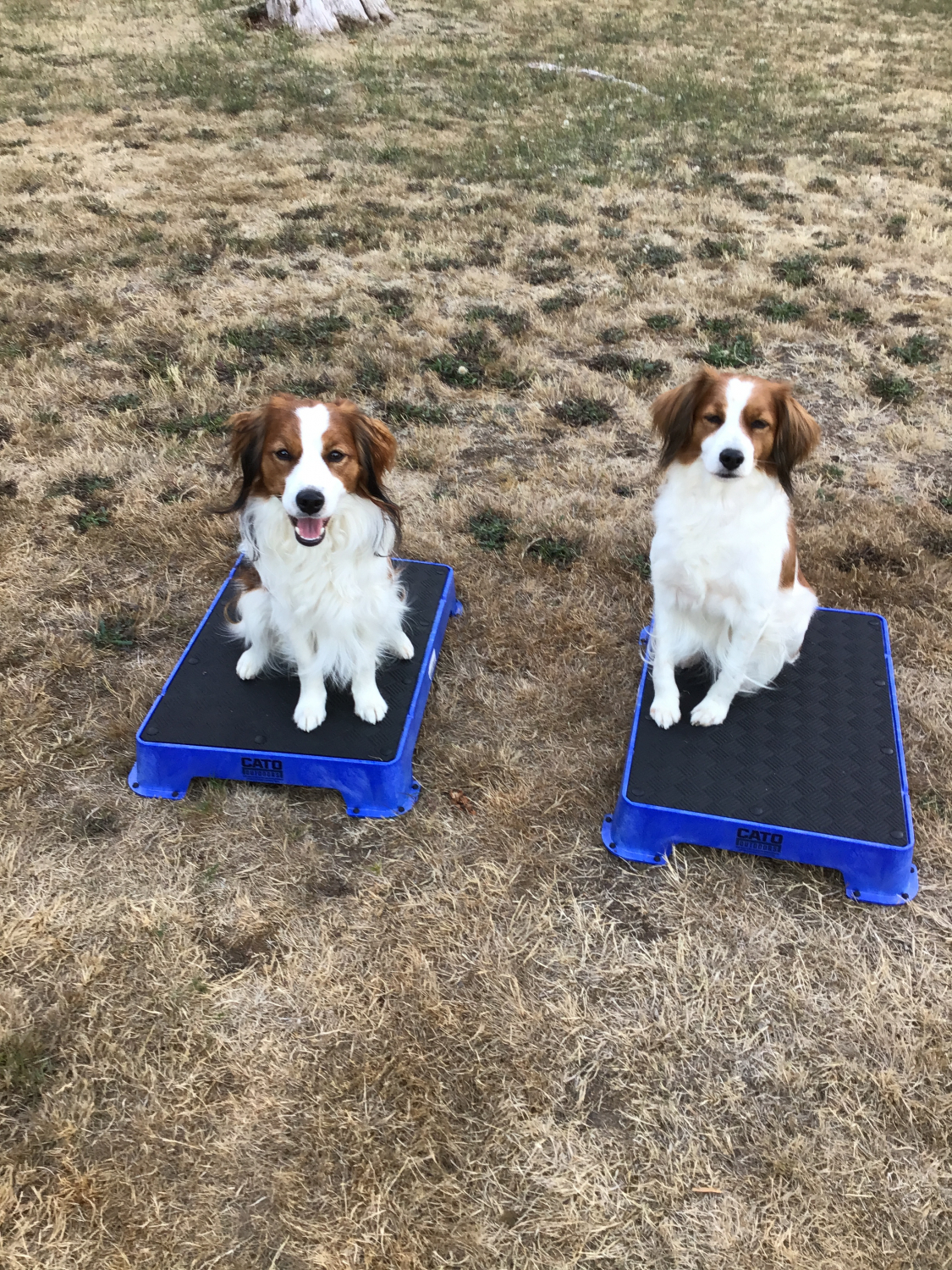 Set of 4 Place Board Training Boxes - C and K Sporting Products