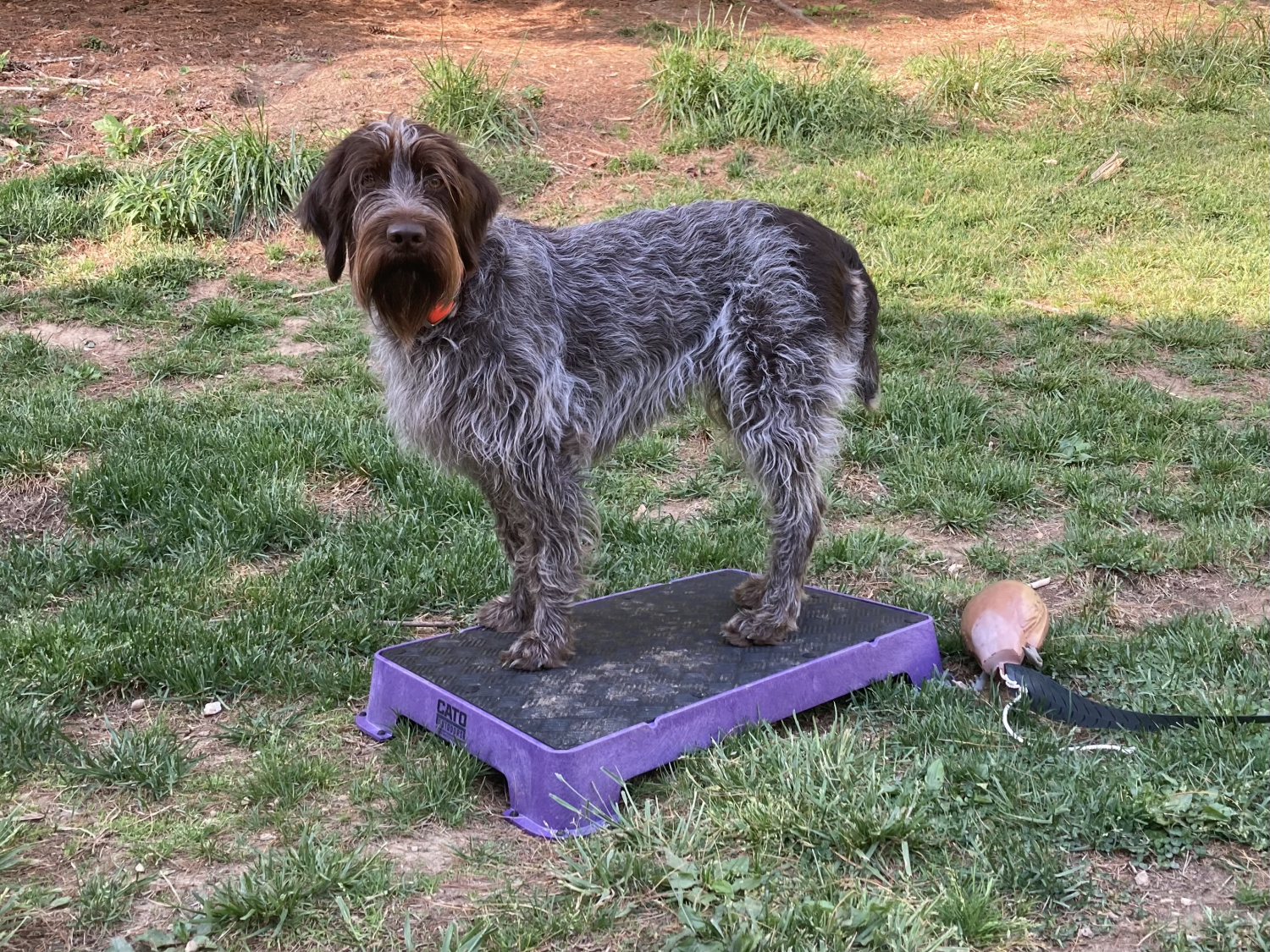 Cato Board Dog Place Training Board with Rubber Surface