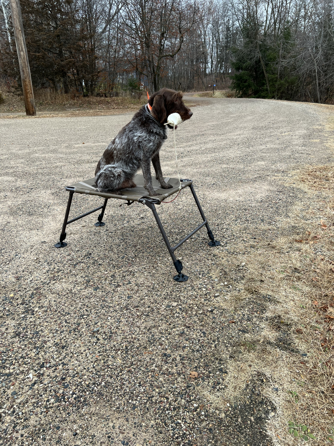 Homemade dog stands.new pics.. : Hunting Dog Forum - Page 5