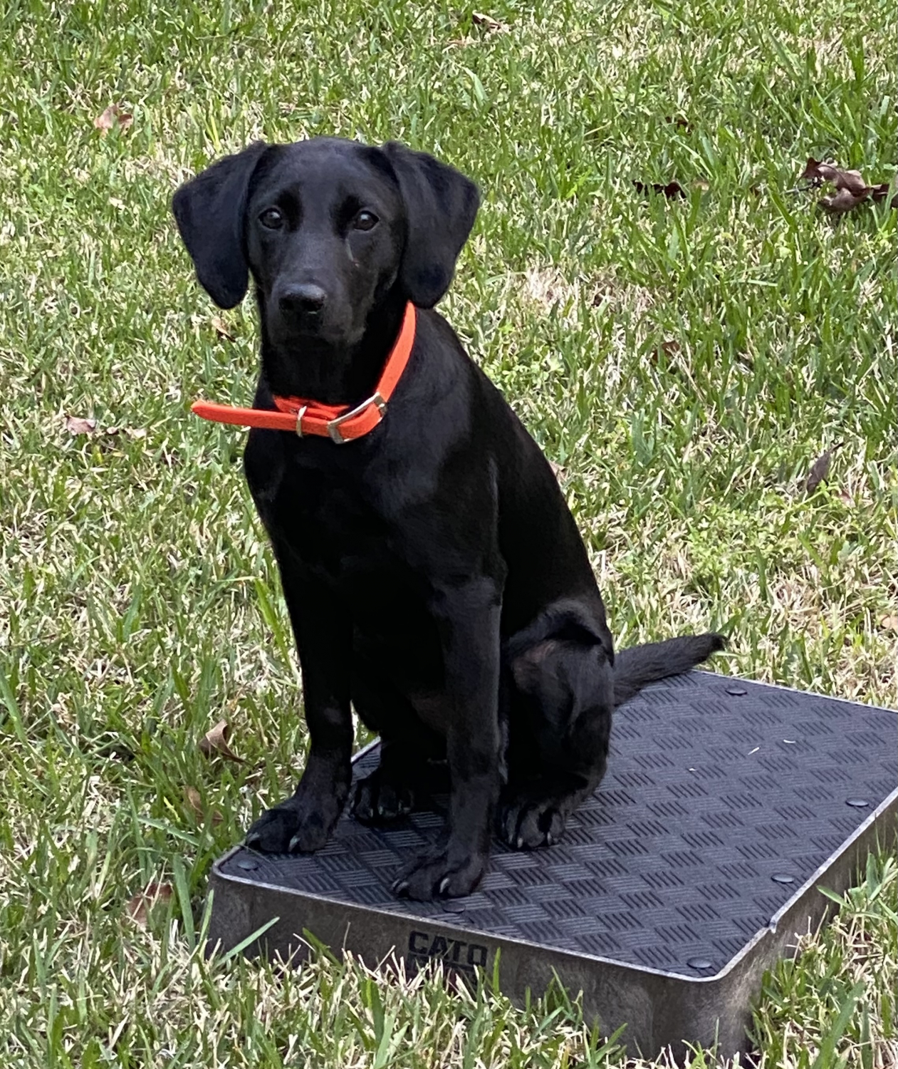 HUNTMARK Dog Training Place Board - Durable Hunting Dog Training Platform - Non-Skid Surface, Nonslip Feet - Stackable, Portable Dog Agility