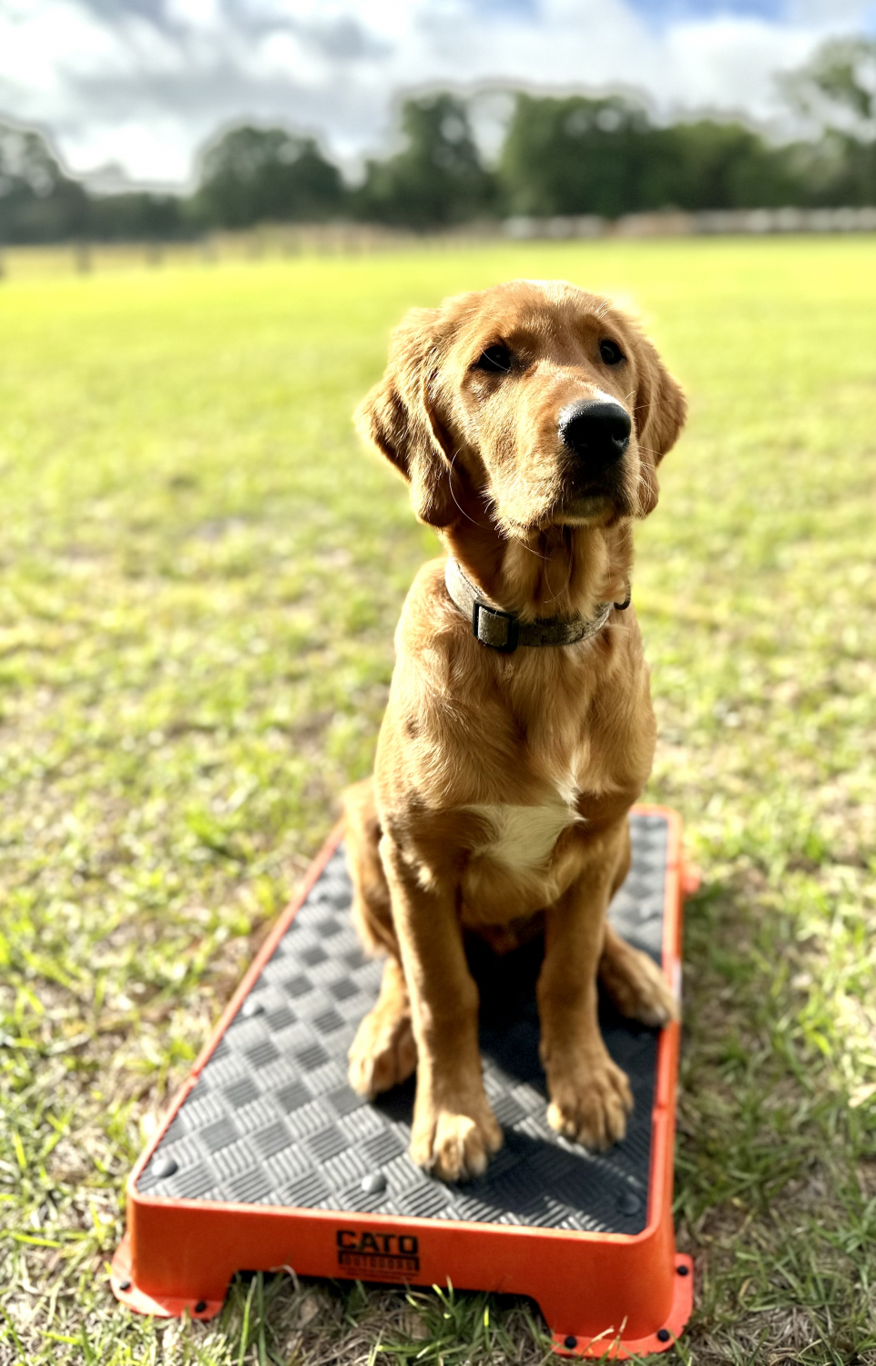 Teaching your dog to LOVE the Cato Board - intro to platform