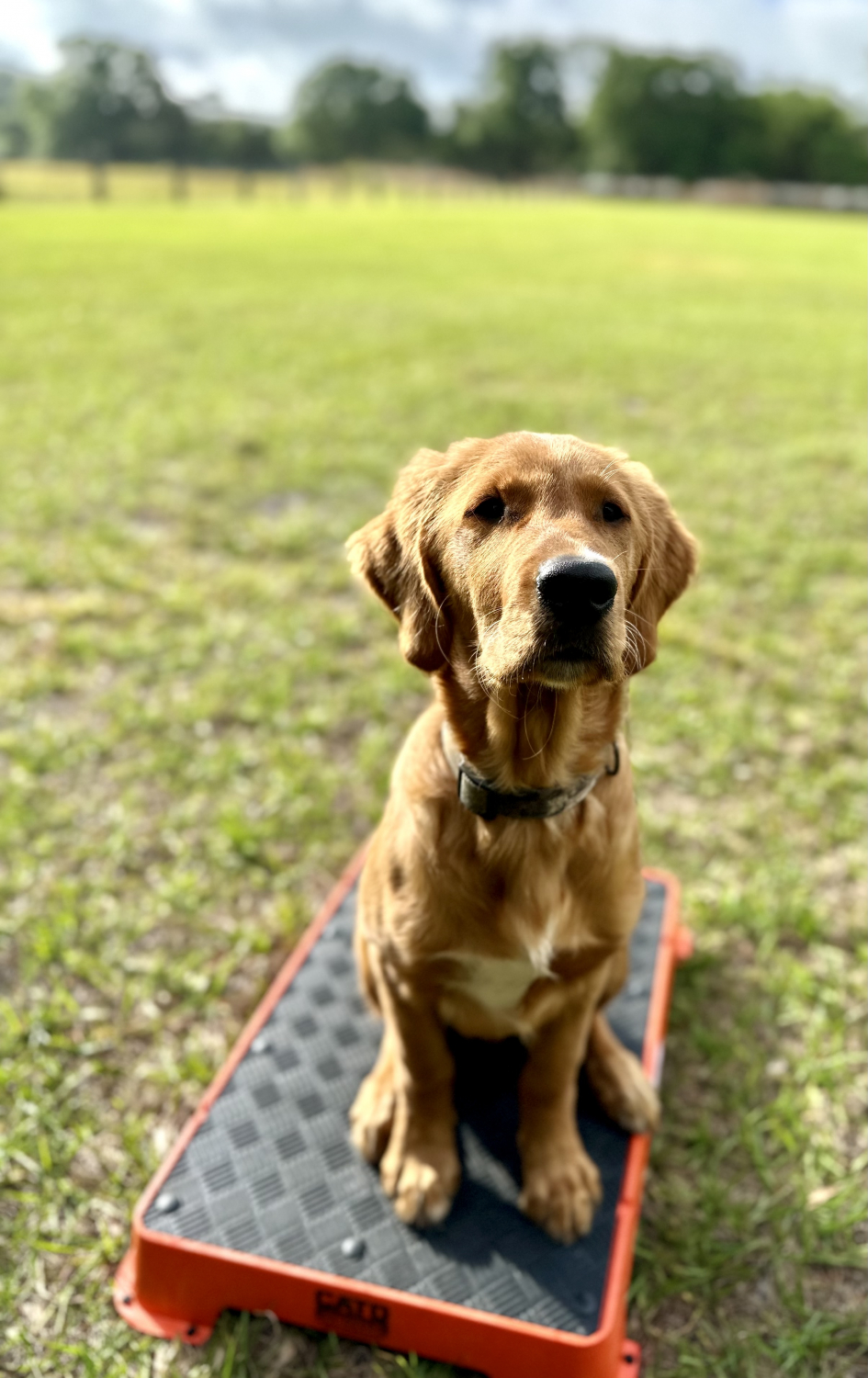 HUNTMARK Dog Training Place Board - Durable Hunting Dog Training Platform -  Non-Skid Surface, Nonslip Feet - Stackable, Portable Dog Agility Platform