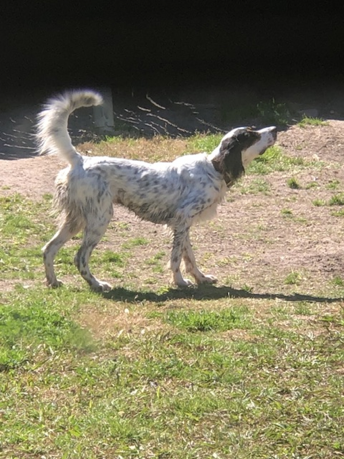 LONDON TAN 1 in. Deluxe Leather Standard Collar Gun Dog Supply