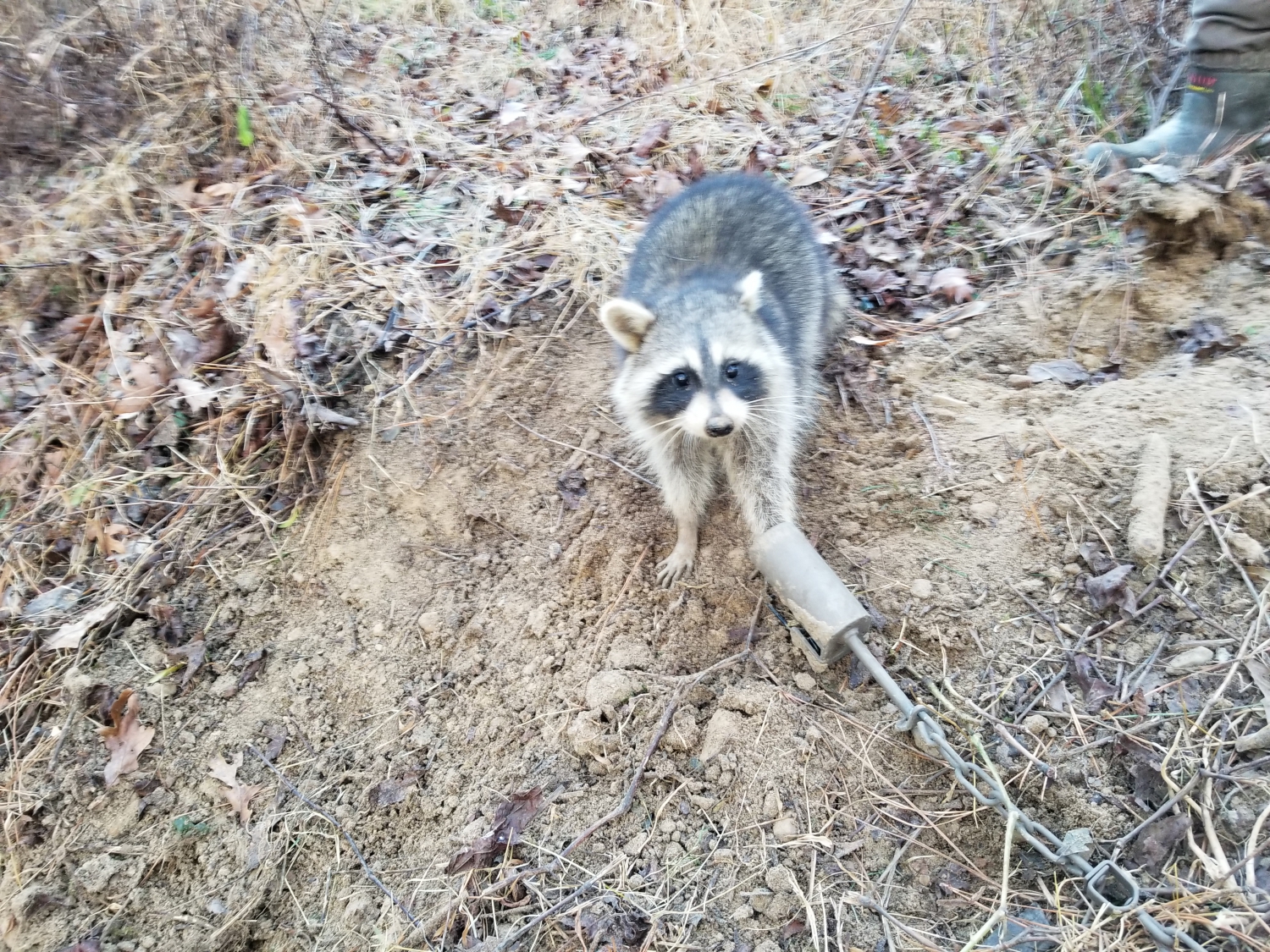 Dog-Proof Traps Make Raccoon Trapping Simple – Georgia Outdoor News