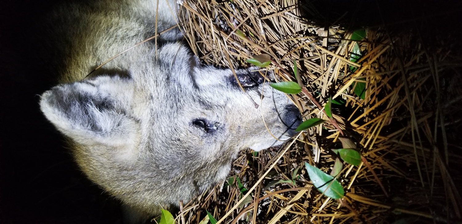 Duke #4 Offset Jaw 4-Coiled Lynx Trap