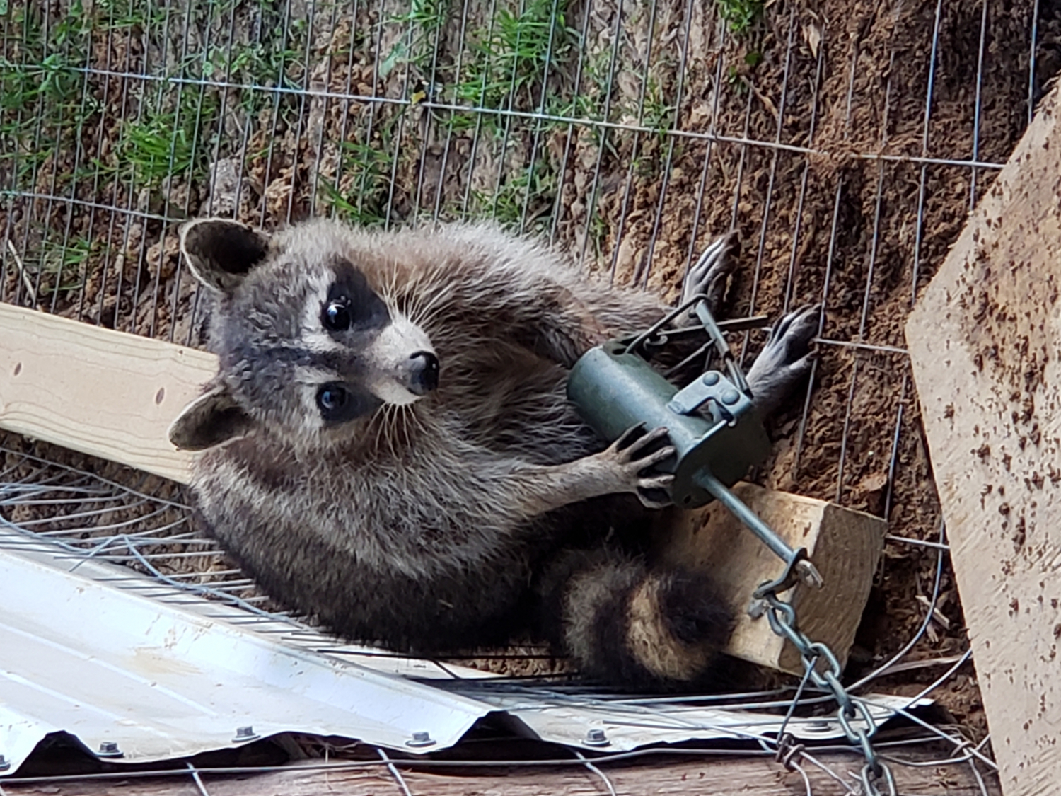 Duke Dog Proof Raccoon Trap With Set Tool 