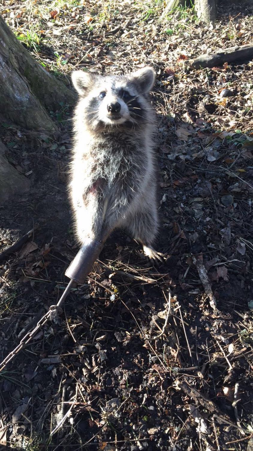 Duke Dog Proof Raccoon Trap With Set Tool 