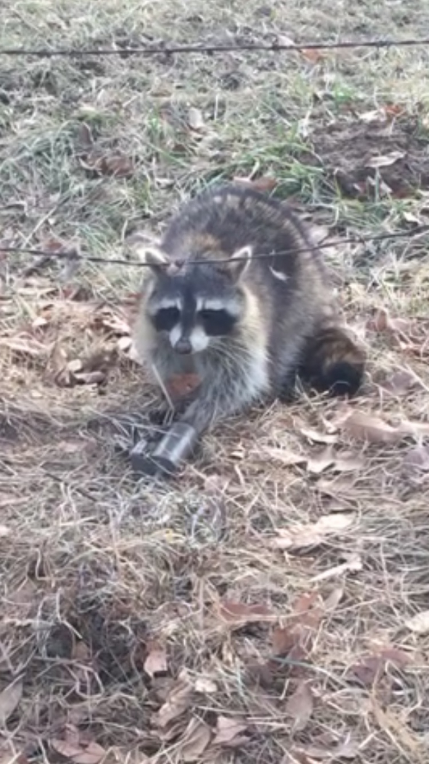 Raccoon get caught in a dp duke dog proof trap 