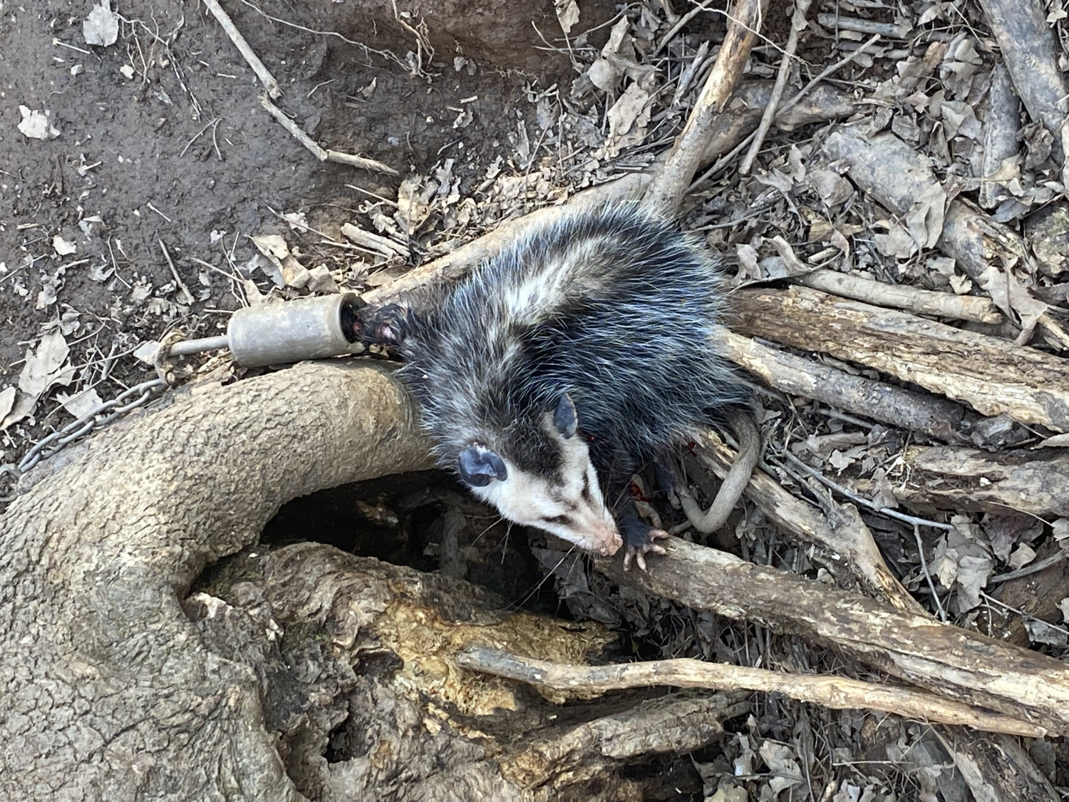 Duke DP Raccoon trap – Wildlife Habitat Resources