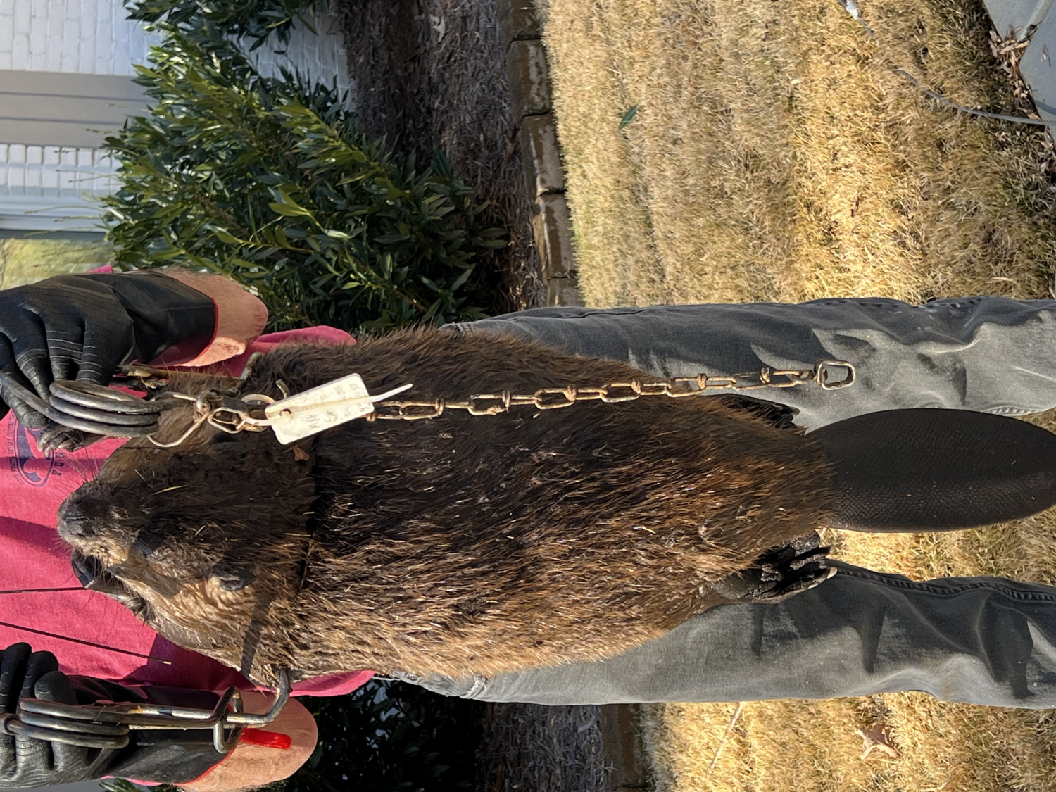 Beaver Castor Gland Lure - 1oz Bottle For Trapping And Hunting