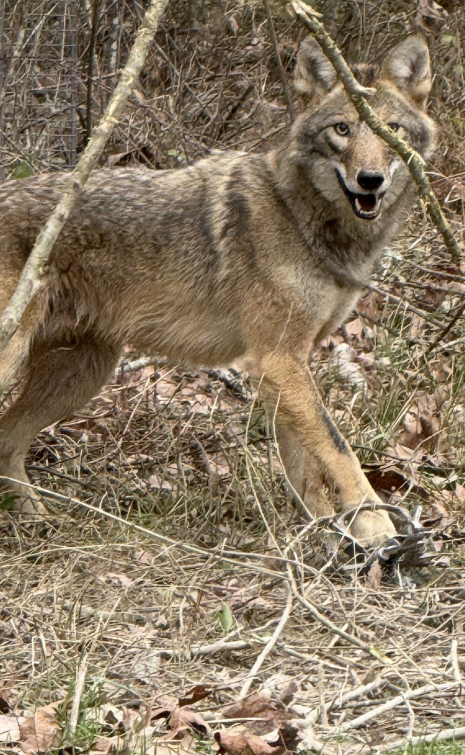 Coyote Trapping Kit - Deluxe - Duke-550