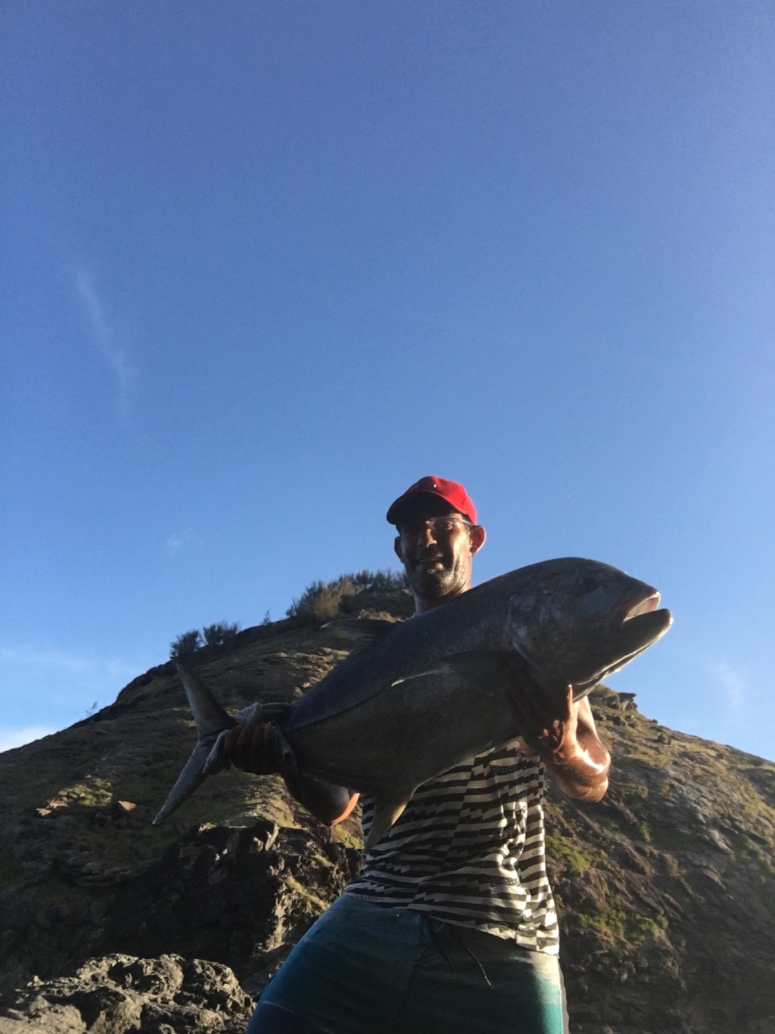 Phenix MPX-S880MH Megalodon Popping Rod - TackleDirect