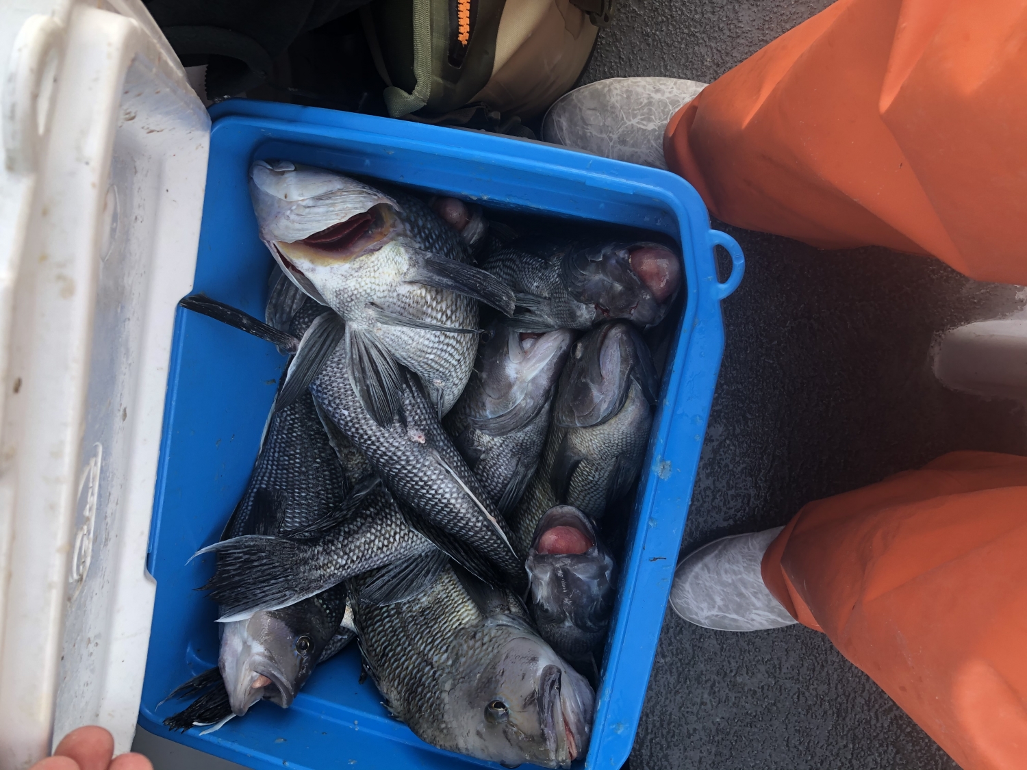 Tackle Direct: 🚨Over 50% OFF Shimano Lucanus Flat Jig Kit - Sea Bass  Season Kickoff Sale