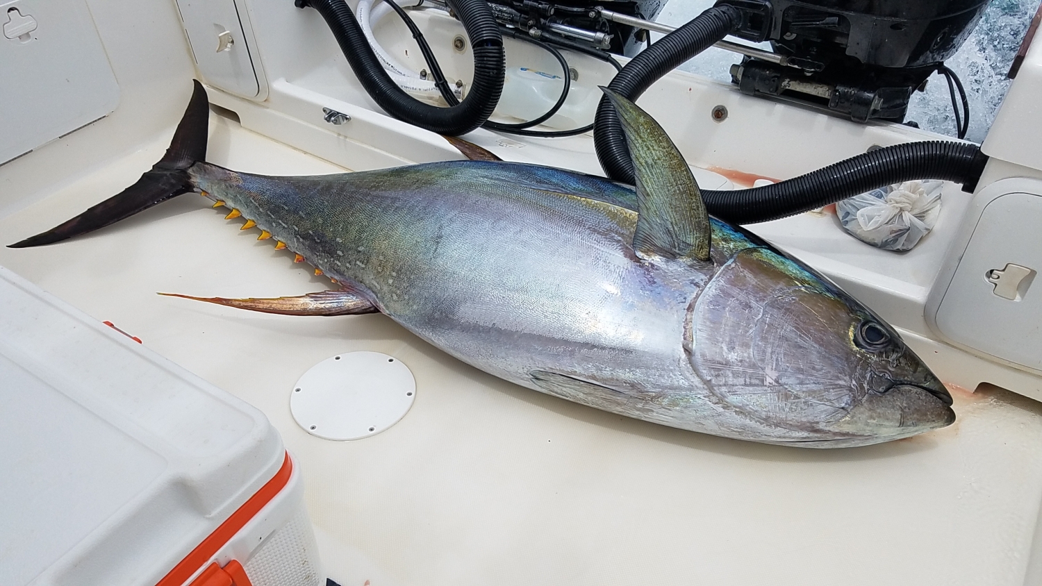 Shimano Fishing TALLUS PX SPN 80H Saltwater Spinning [TLXS80H]