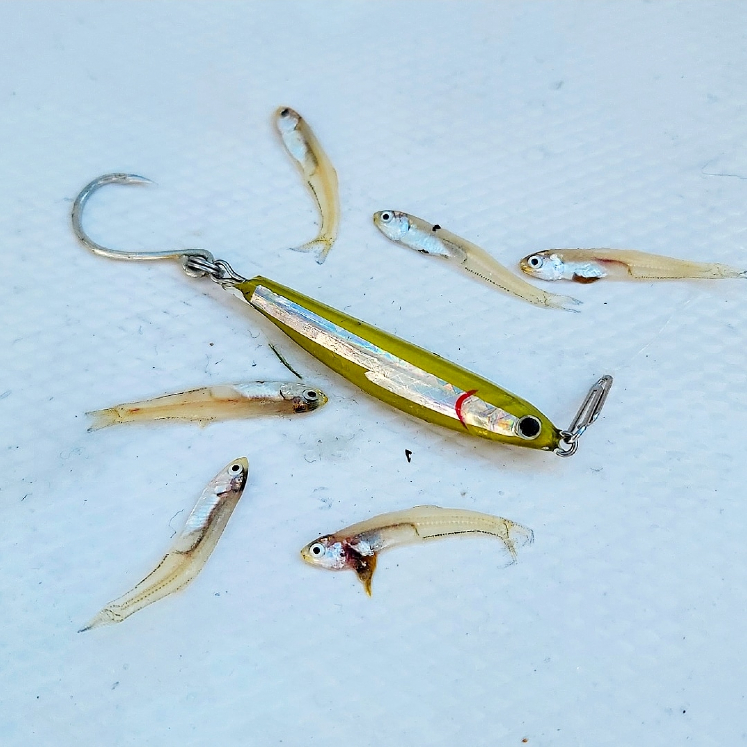 Fat Cow Fat Minnow Epoxy Resin Jig 1 oz / Bone