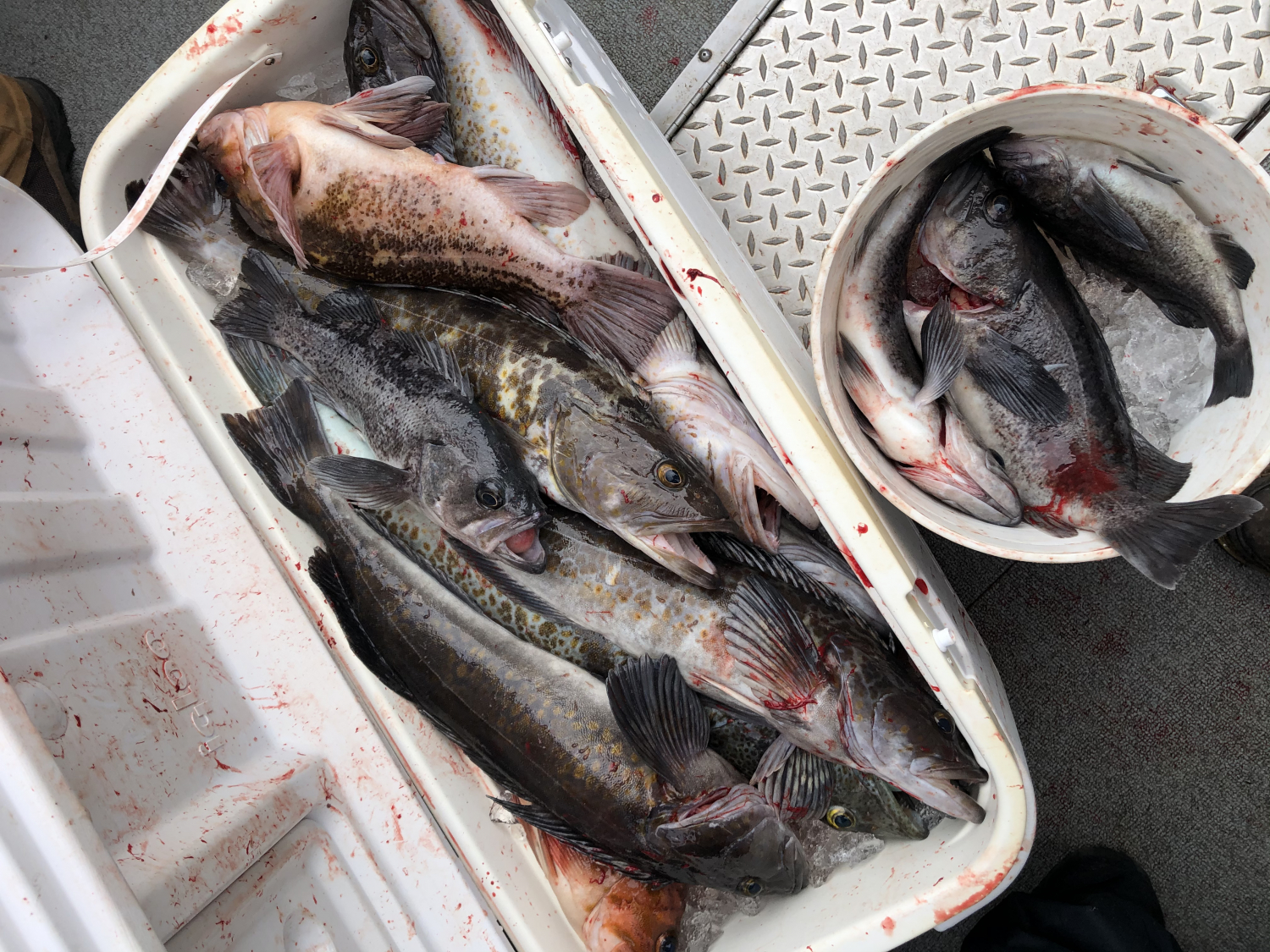 Buy Gulp! Grub Saltwater Fishing Soft Bait Online at desertcartGB