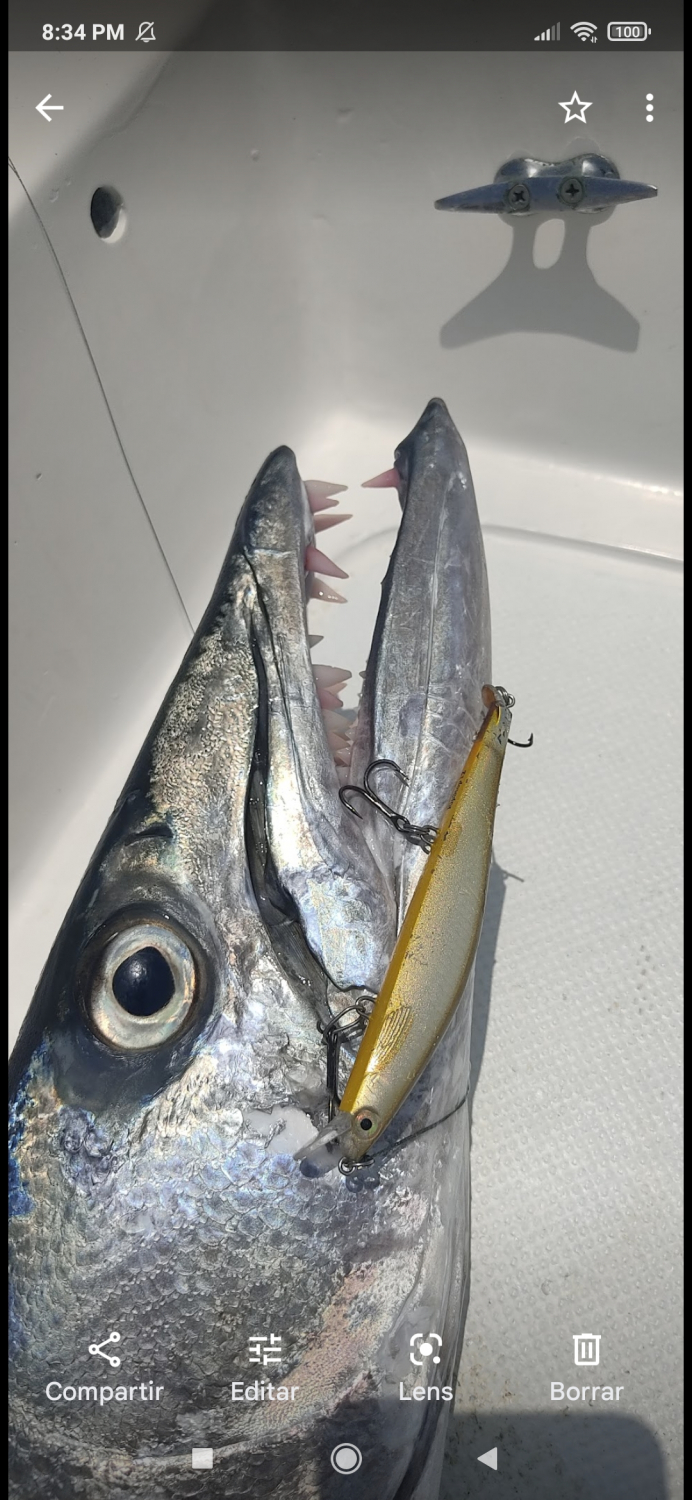 thumbnail image 2 of Rapala Shadow Rap 11 Blue Back Herring 2 of 11