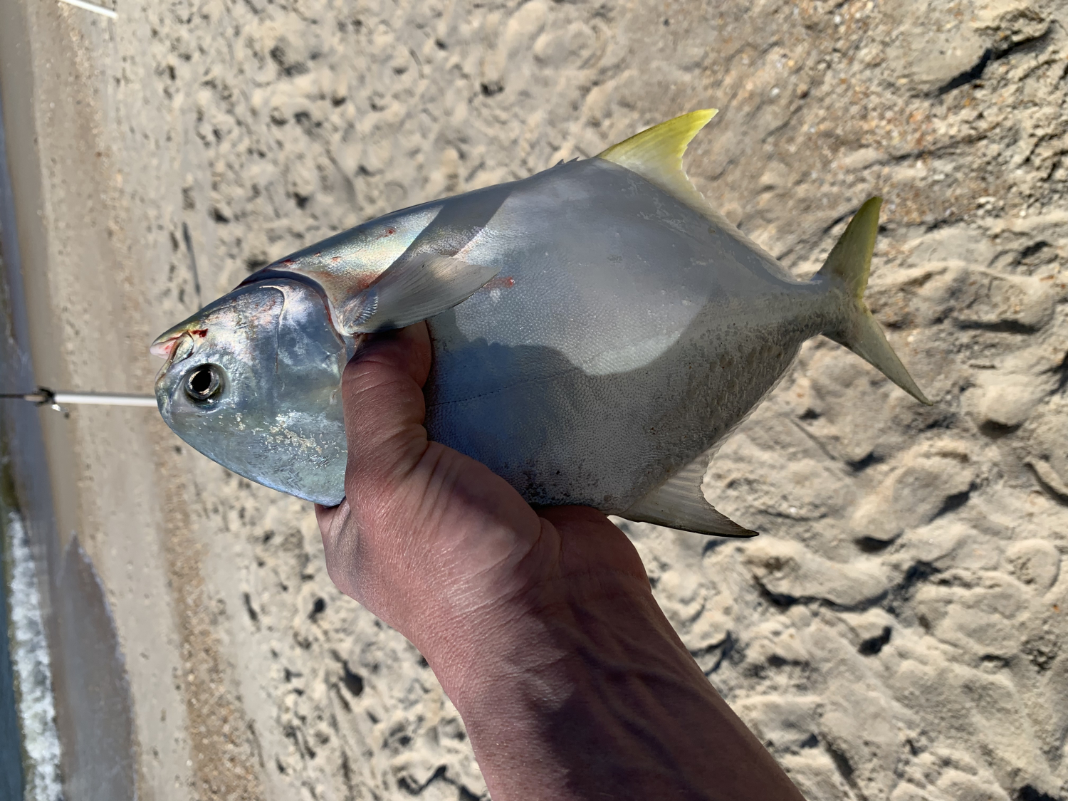 Fishbites Fish n Strips Sand Flea - TackleDirect