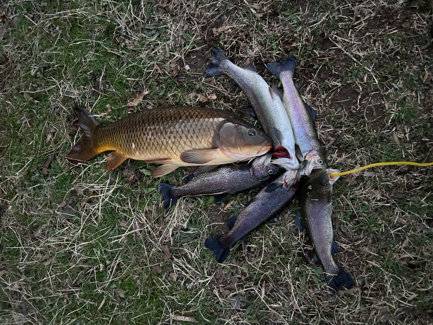 St. Croix TSR66MF Triumph Spinning Rod - TackleDirect