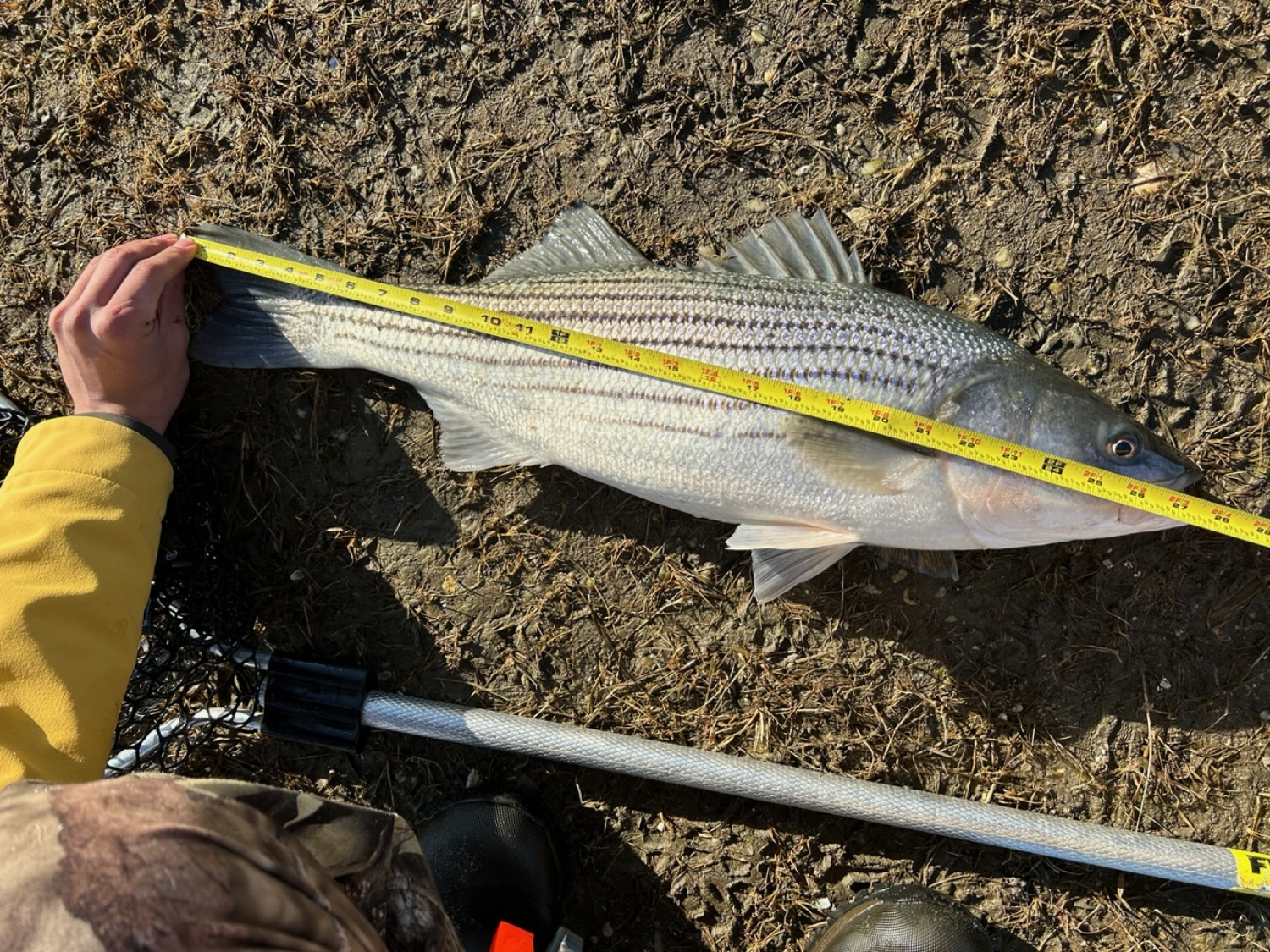 St. Croix TSR66MF Triumph Spinning Rod - TackleDirect