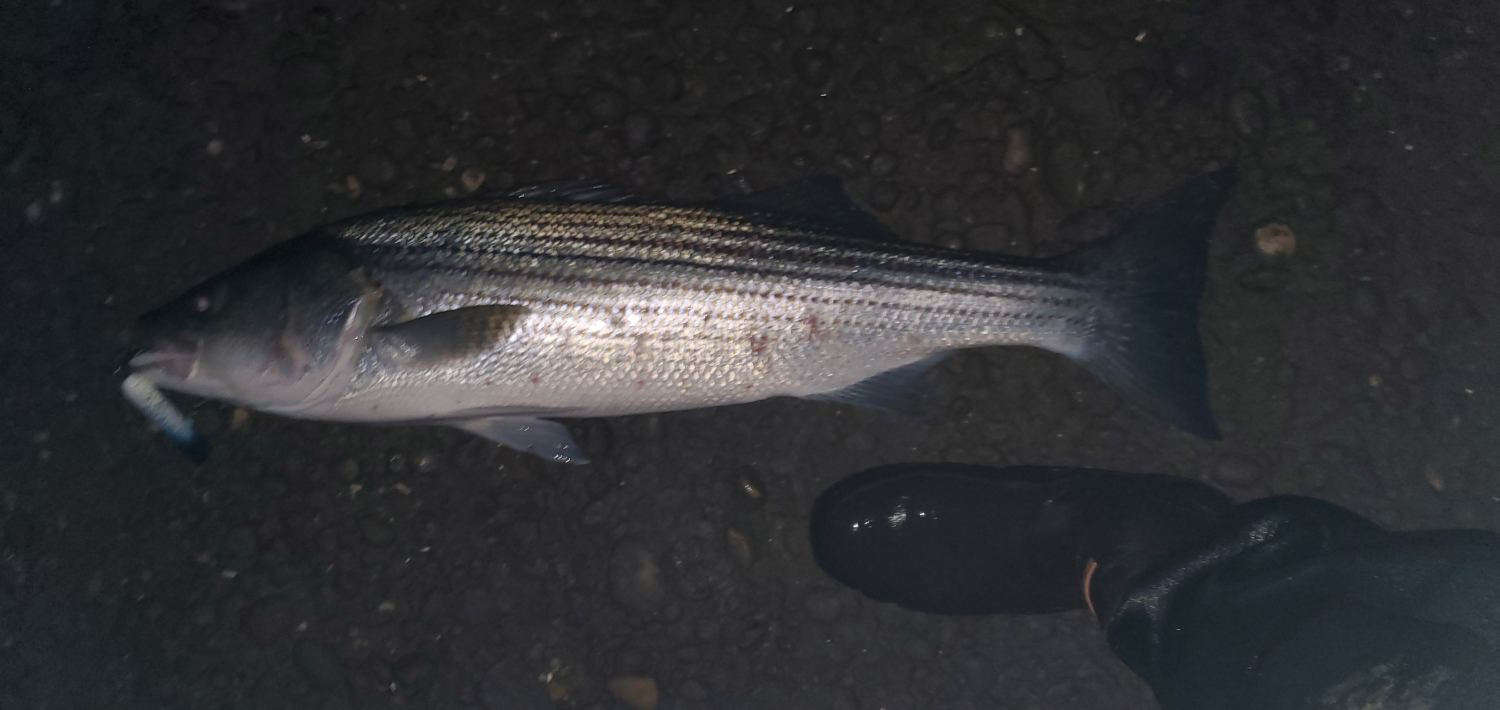BLACKTIP Striped Bass Chunkin' Saltwater Rig