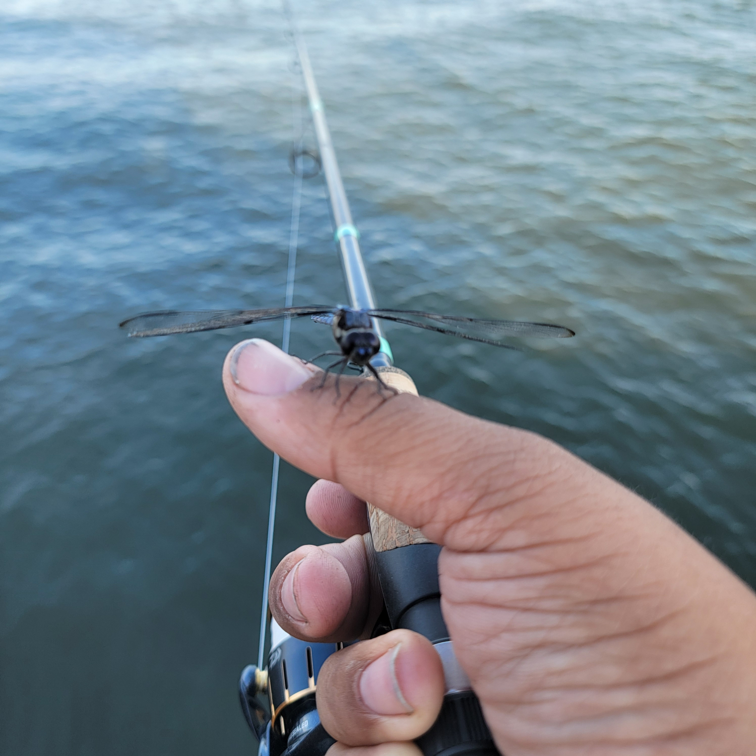 best loomis rod for spinning reels bay fishing IMX-PRO Green SPINNING, 13211-01 combined with a beefed G. Loomis IMX PRO Blue