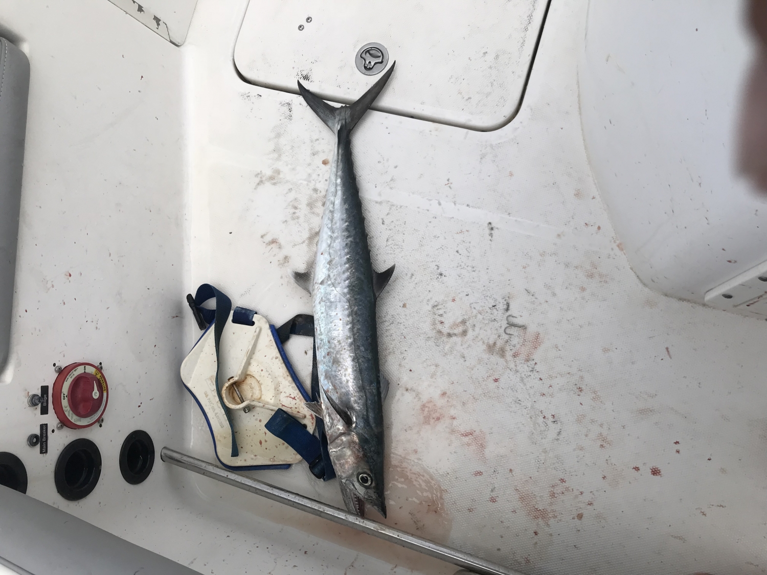 Live Target Spanish Mackerel Lure 6 Inch 20ft Trolling SMK140D933 Fishing for sale online 